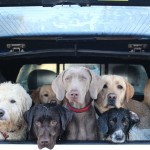Dog Minding - Dogs in Jeep