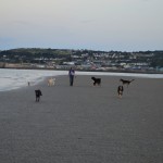 Dog Walking on Claremount Strand