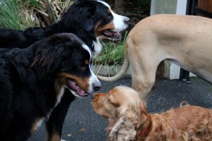 Dog Boarding Dublin