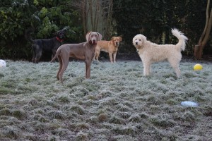 Dog Minding at Christmas