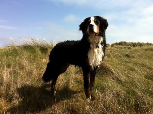 Duke on the Bull Island Dublin