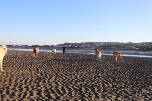 Dog Walking on Claremount Strand, Howth