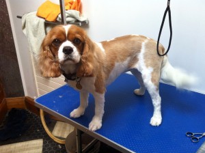 Dog Grooming - King Charles