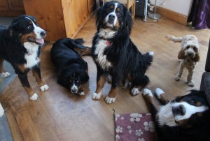 Bernese Mountain Dogs at GemDogs