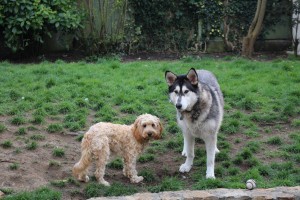 Dog Minding Dublin